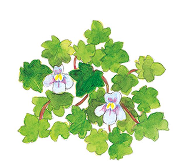 画像19: 楽しい「みちくさ」道端の植物図鑑|植物生態学者・多田多恵子さんと多摩川を歩く