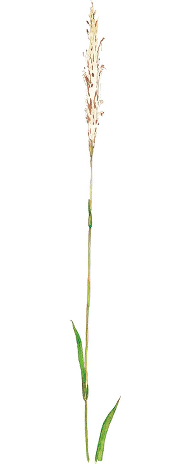 画像8: 楽しい「みちくさ」道端の植物図鑑|植物生態学者・多田多恵子さんと多摩川を歩く