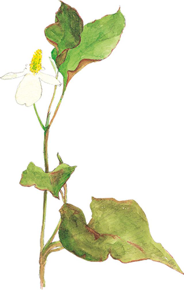 画像25: 楽しい「みちくさ」道端の植物図鑑|植物生態学者・多田多恵子さんと多摩川を歩く