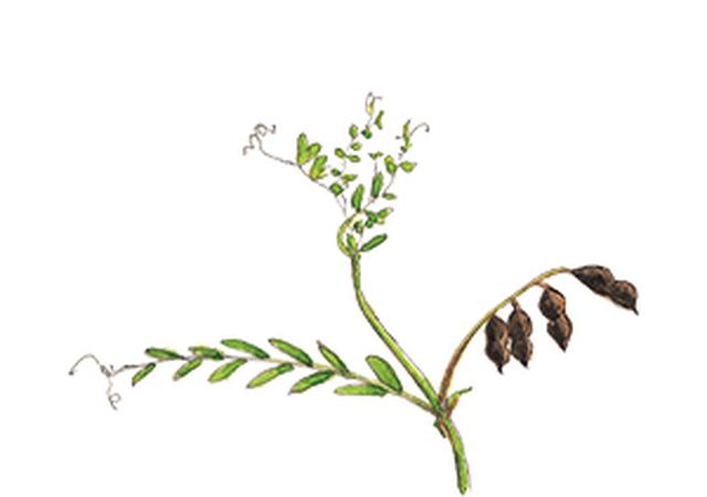 画像21: 楽しい「みちくさ」道端の植物図鑑|植物生態学者・多田多恵子さんと多摩川を歩く