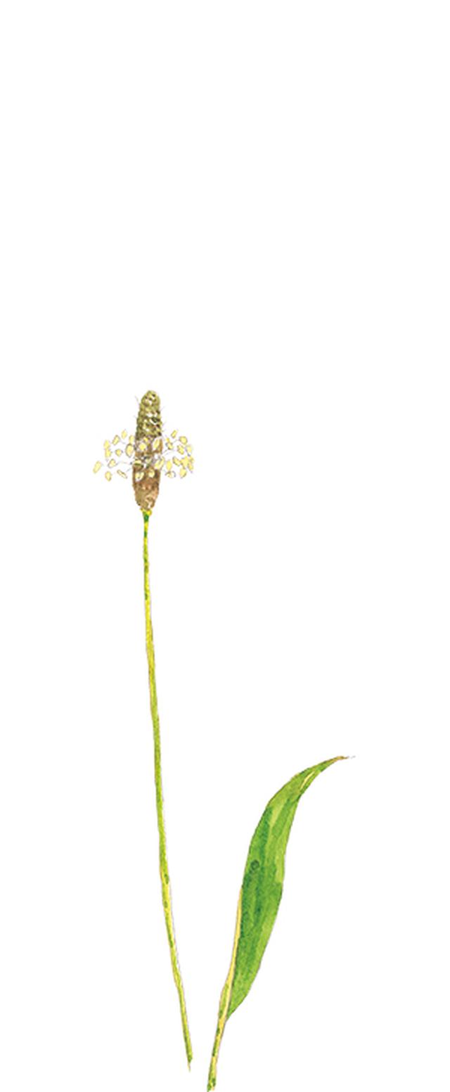 画像7: 楽しい「みちくさ」道端の植物図鑑|植物生態学者・多田多恵子さんと多摩川を歩く