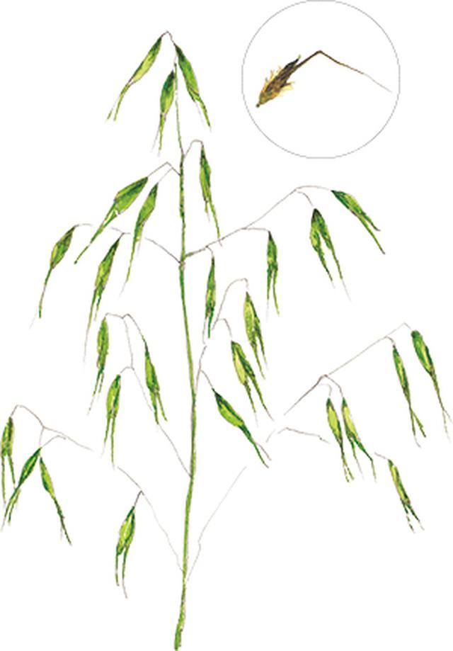 画像9: 楽しい「みちくさ」道端の植物図鑑|植物生態学者・多田多恵子さんと多摩川を歩く