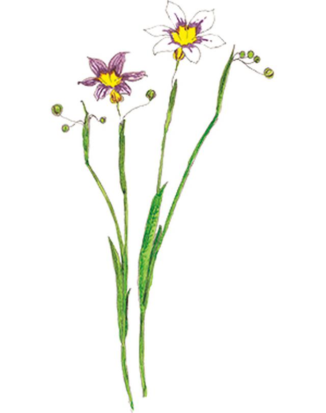 画像24: 楽しい「みちくさ」道端の植物図鑑|植物生態学者・多田多恵子さんと多摩川を歩く