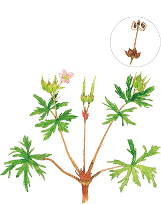 画像23: 楽しい「みちくさ」道端の植物図鑑|植物生態学者・多田多恵子さんと多摩川を歩く