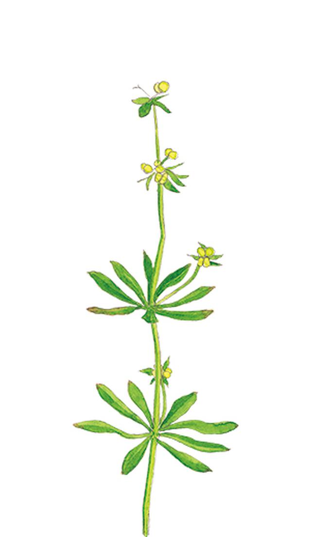 画像17: 楽しい「みちくさ」道端の植物図鑑|植物生態学者・多田多恵子さんと多摩川を歩く