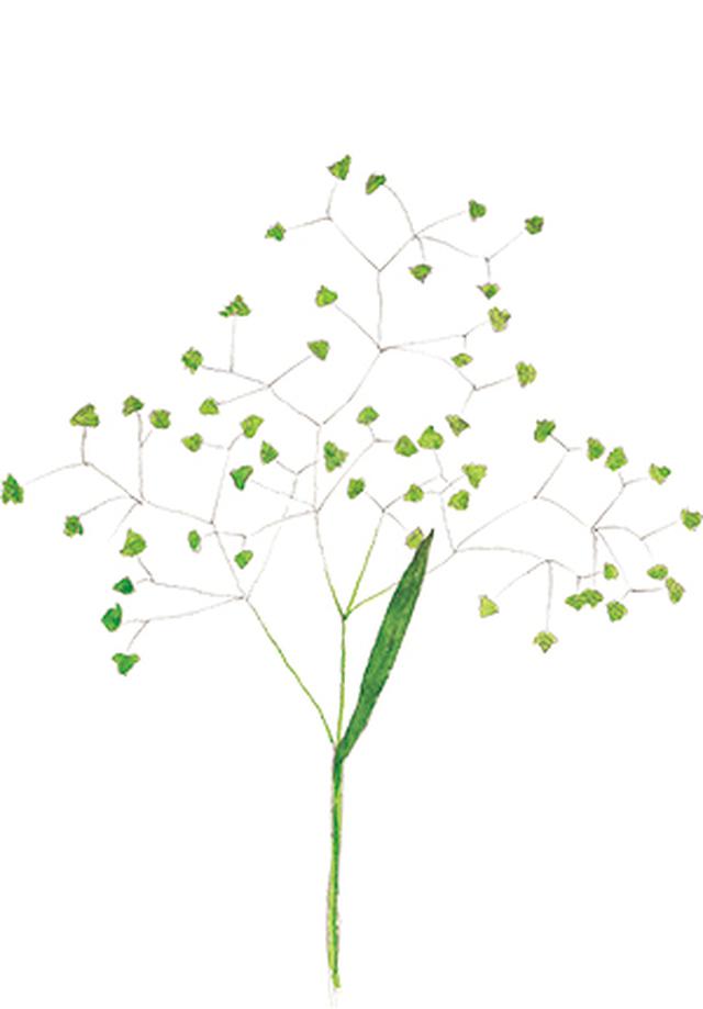 画像10: 楽しい「みちくさ」道端の植物図鑑|植物生態学者・多田多恵子さんと多摩川を歩く