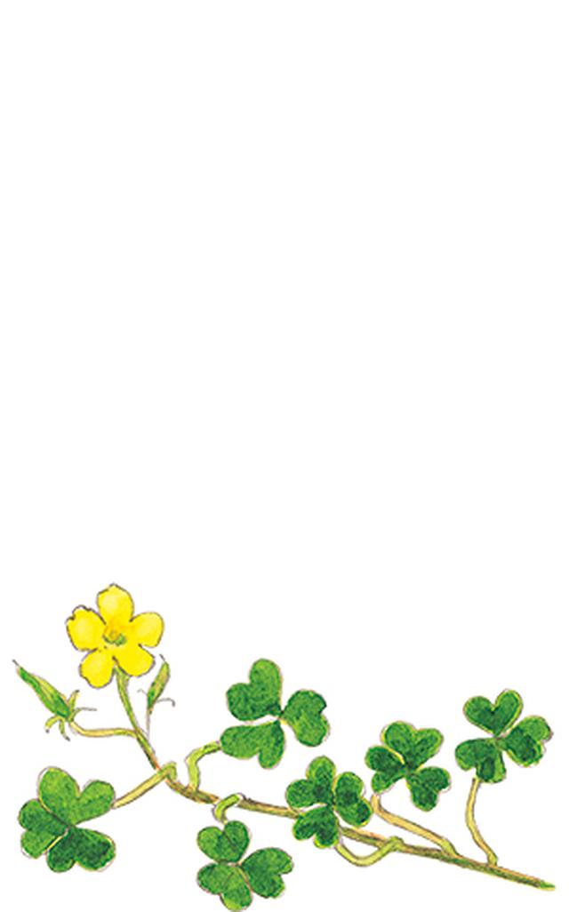 画像12: 楽しい「みちくさ」道端の植物図鑑|植物生態学者・多田多恵子さんと多摩川を歩く