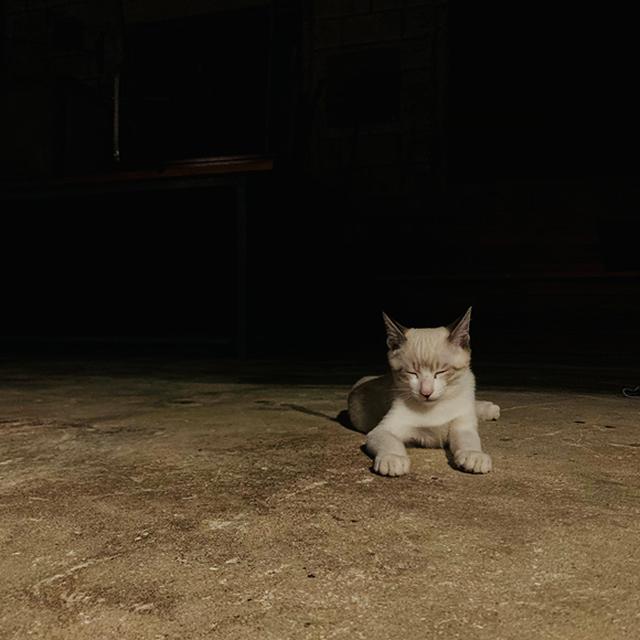 画像4: 「子猫」 根本きこ