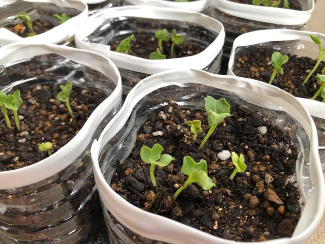 画像2: ペットボトルで「家庭菜園」