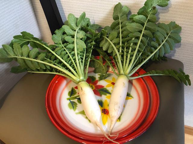 画像: 昨年収穫したペットボトルで育った大根たち。もちろん料理をしていただきます