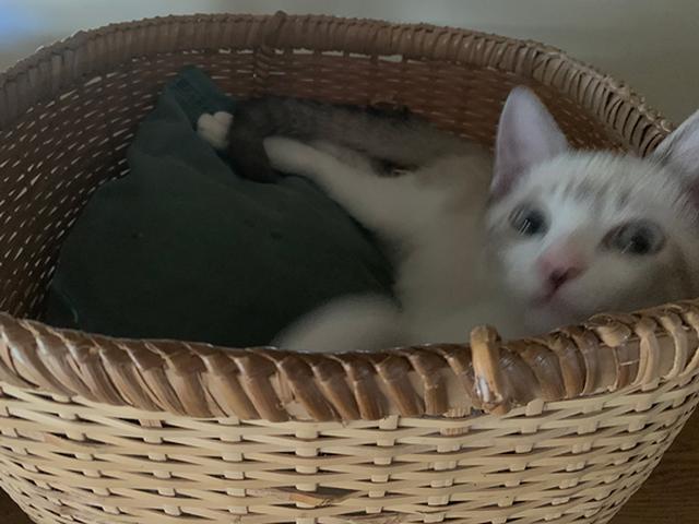 画像1: 「子猫」 根本きこ