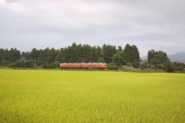 画像: 富山地方鉄道の沢中山駅近く。屋敷林の向こう側に巣巣があります