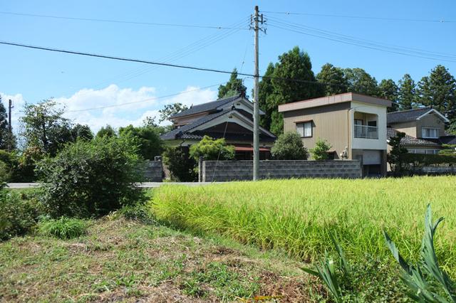 画像: 巣巣の正面も田んぼです
