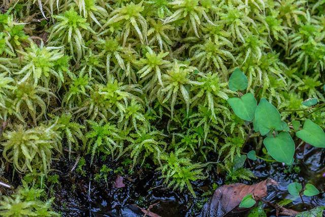 画像: ミズゴケは特徴的な形と色なので、一度見つけられれば、次々と見つかります