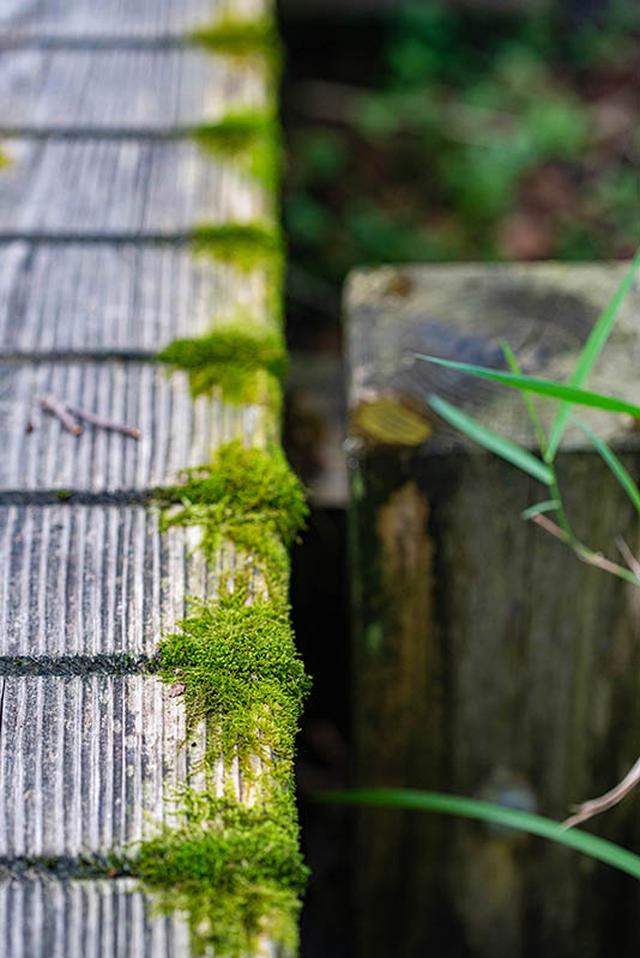 画像: こんな隙間でもちゃっかり広がっています。土ではない場所でも生えることができるのがこけの強み