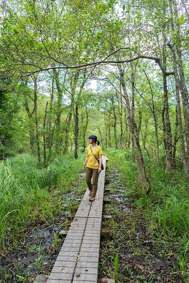 画像: 木立越しに透けて見える池や草原、山々の連なり。湿原の景色には、深い森とはまた違った魅力があります
