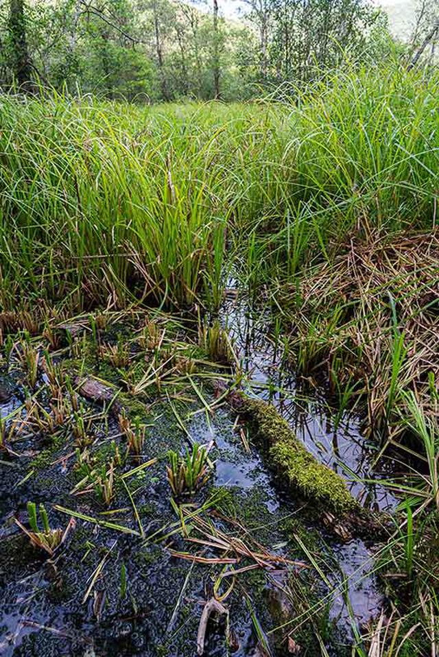 画像: 湿原の中でも場所によって環境が異なり、生えている植物も多様です