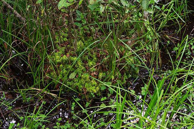 画像: こけは最初に生える植物と聞きます。ミズゴケの島ができたところに種が落ちて木が生えたのでしょうか
