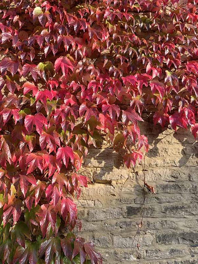 画像: ご近所のパブの壁を這うアイビーも真っ赤に紅葉しました。