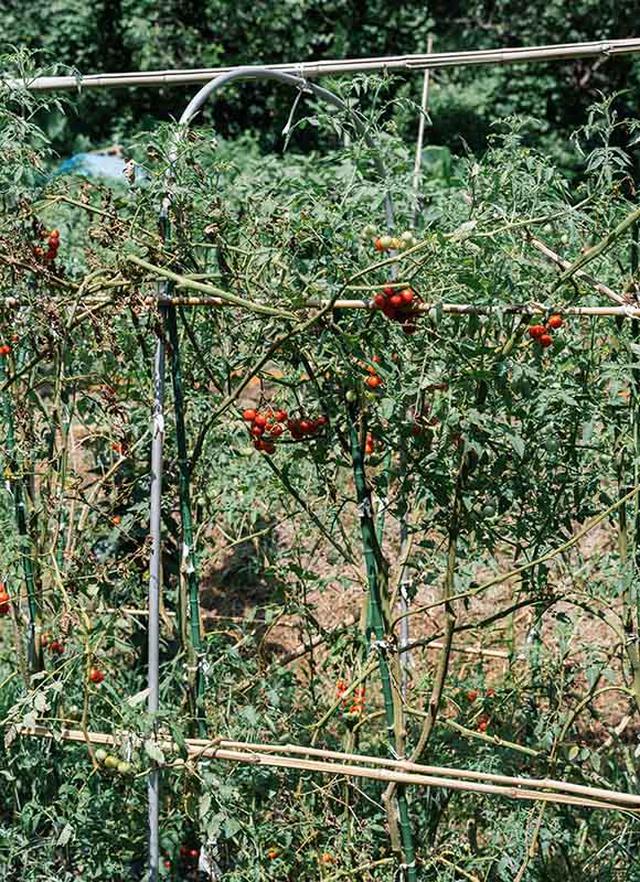 画像: 菜園に実ったプチトマト。「畑仕事は大変ですが、自然とともに生きていることを実感できるのは、とても幸せです」と祐美さん