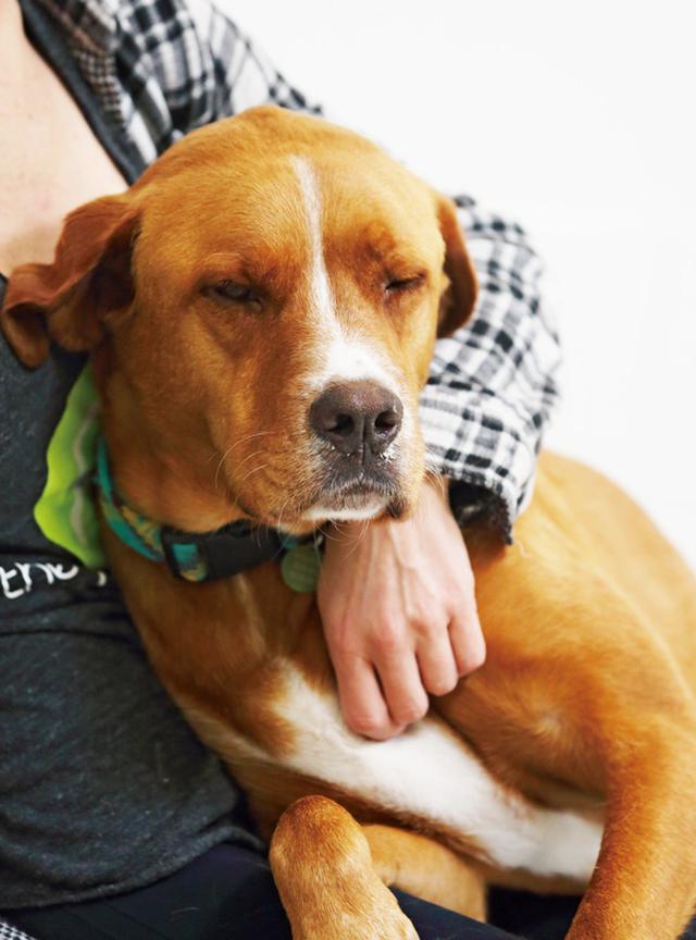 画像: 支持される動物保護団体の理由とは? ポートランドの保護犬事情 part2