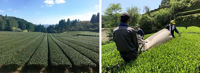 画像: うきはの山茶の茶畑と収穫風景