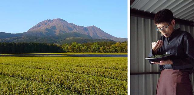 画像: 「まぼろしの島原茶」は、普賢岳のふもとでていねいにつくられている