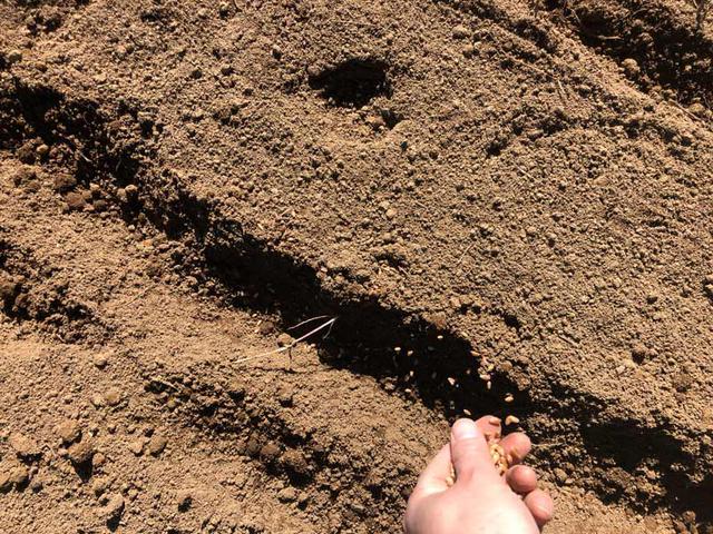 画像3: 秋晴れの空の下、 数家族が集って小麦の種まきを