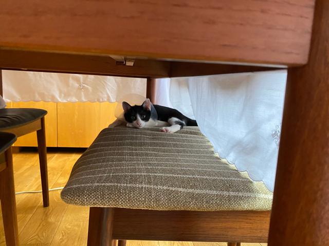 画像3: 小さい猫