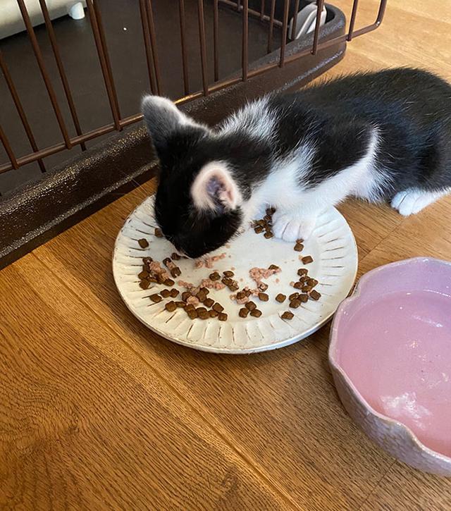 画像1: 小さい猫