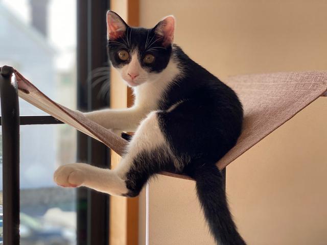 画像4: 小さい猫