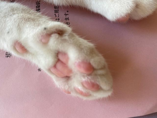 画像5: 小さい猫