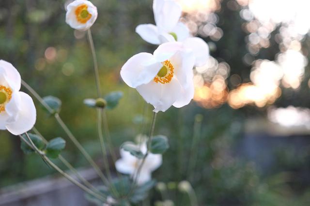 画像: 庭の秋明菊
