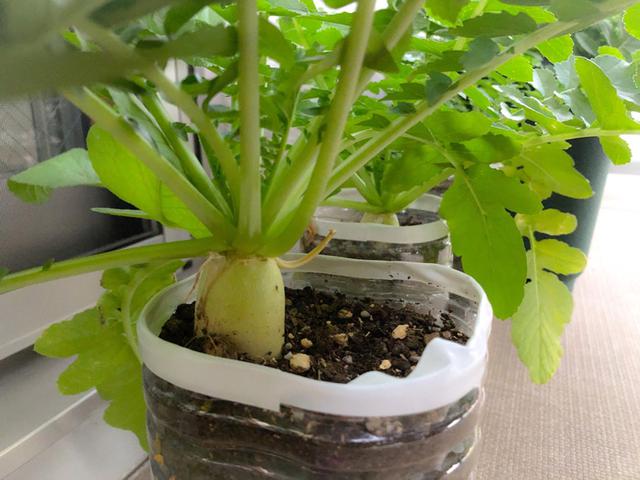 画像: ① ベランダ菜園