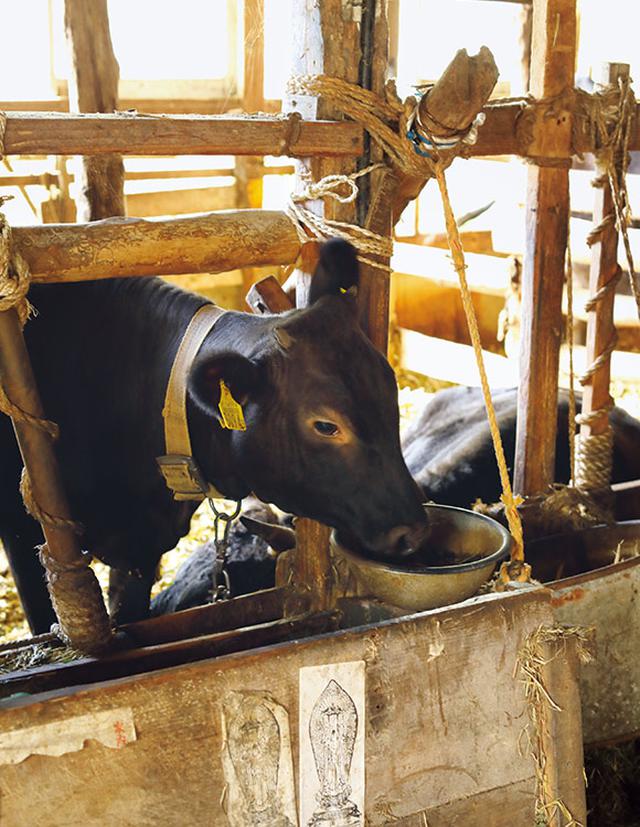 画像: 藁は飼っている繁殖牛の飼料や寝床にも使われる。毛艶がよく、大切に育てられているのが伝わる、愛らしい子牛たち