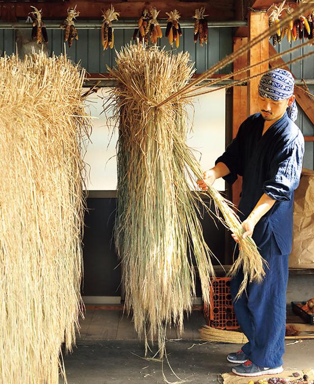 画像: 髙橋さんは藁細工用に古代米などを育て、色や太さ、長さが違う10種類の藁をつくっている。藁は、しっかり乾くまで1カ月くらい納屋で干す。天井から吊り下げているのは「虹色はぜきび」