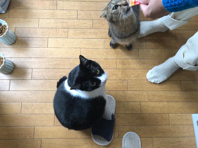 画像3: 猫の愛って……