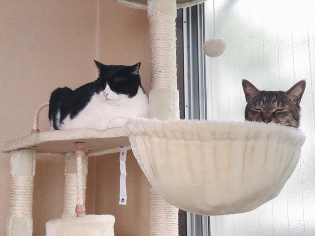 画像8: 猫の愛って……