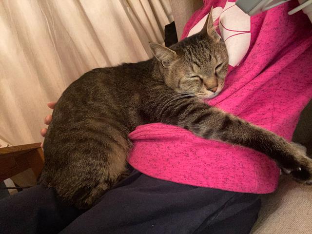 画像10: 猫の愛って……