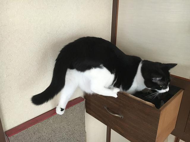 画像5: 猫の愛って……