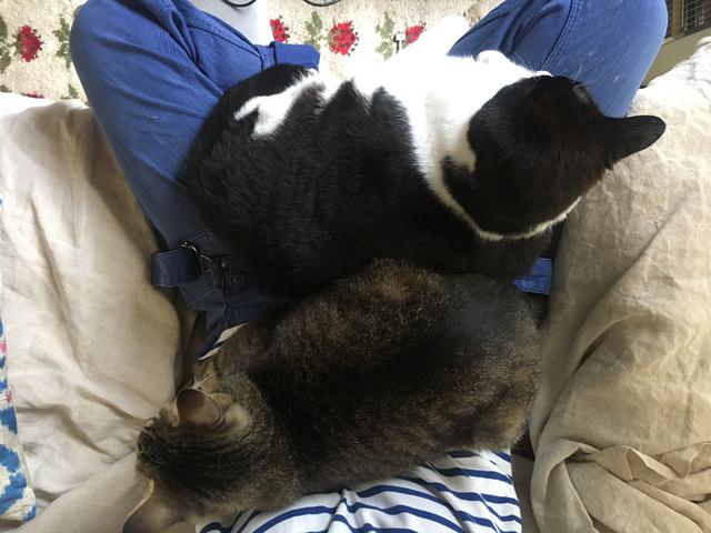 画像2: 猫の愛って……