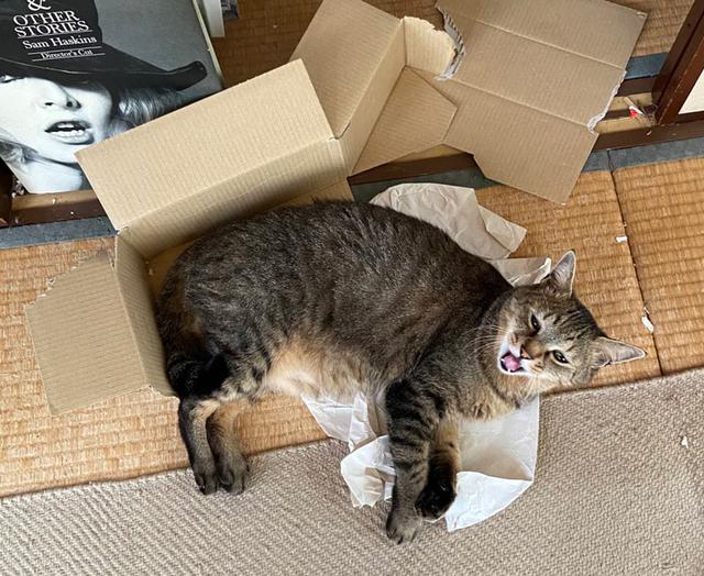 画像6: 猫の愛って……