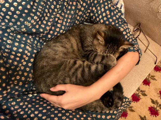 画像11: 猫の愛って……