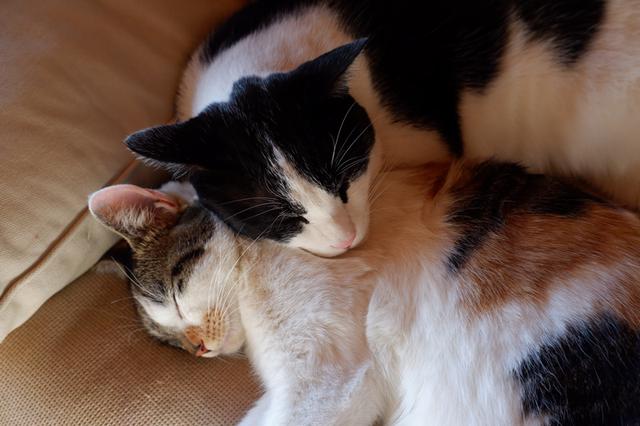 画像: 日なたでくつろぐ猫たち