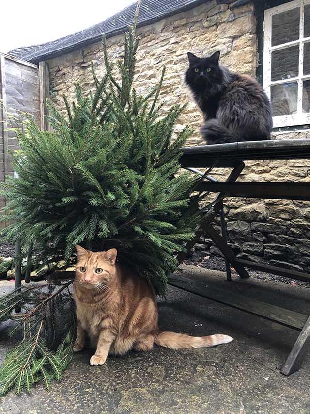 画像: 愛猫ディエゴとココも、配達されたもみの木が気になるよう