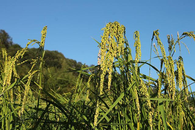 画像: 気候に恵まれた岡山は、「雄町」の栽培に最適。背丈の高い「雄町」は倒れやすく病害虫にも弱いため、他県ではなかなか普及しません