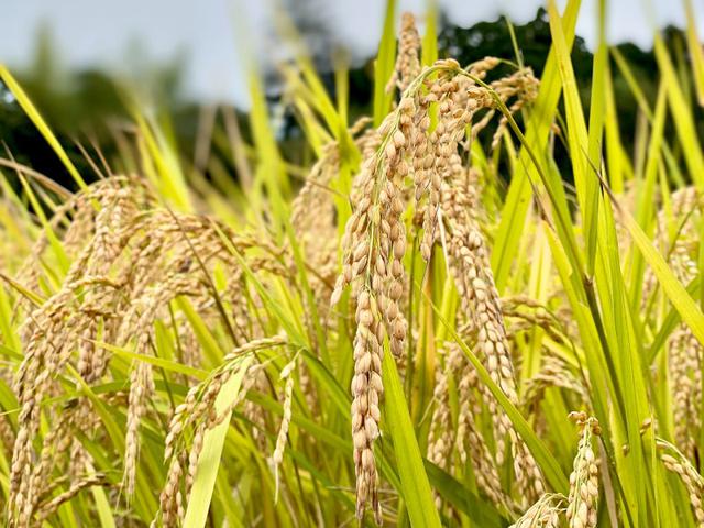 画像: 2020年10月。無肥料・無農薬で愛情いっぱいに育てられたお米。ブラウンズフィールドの目の前に広がる田んぼ一面が黄金色の波を立て、たわわと稲穂が垂れ下がってくると、収穫の合図です。