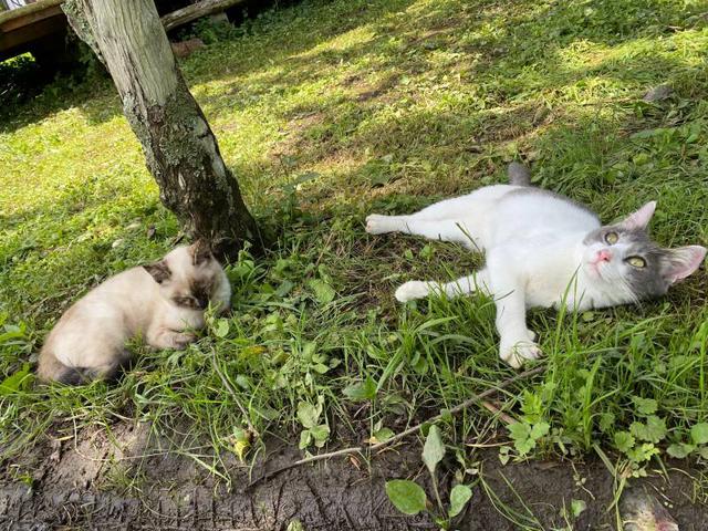 画像: ブラウンズフィールドで愛想振りまく猫たち。とっても人懐っこいです。