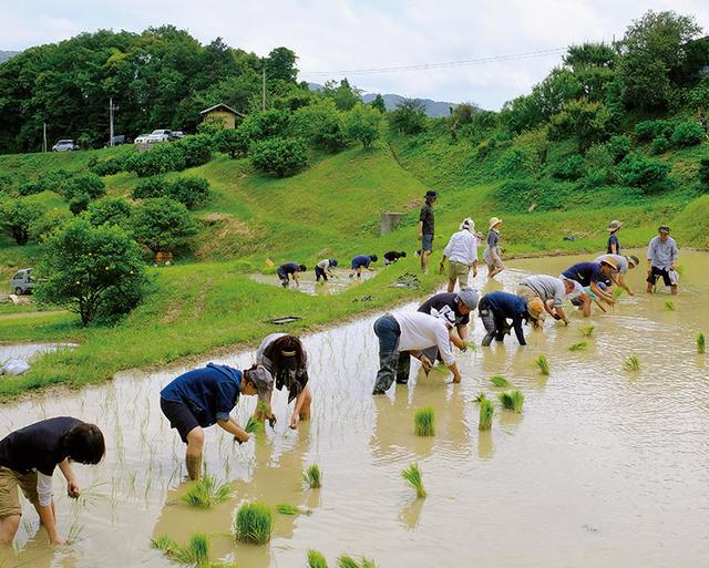 画像: 2014年からNPO法人とともに行っている里山保全活動「無印良品 鴨川里山トラスト」。天水棚田で無農薬栽培の米づくりを行っている