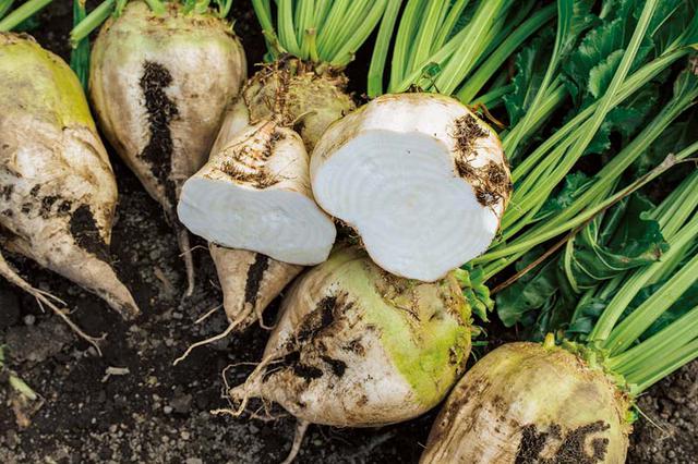 画像: てん菜の断面には、年輪のように繊維の筋が